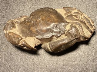 Exceptional Fossilized Crab Miocene 23 - 5 My Rio La Plata Argentina Not Dinosaur