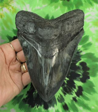 Megalodon Sharks Tooth 6 1/16  Inch Fossil Sharks Teeth Tooth
