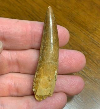 2 3/8 " Spinosaurus Dinosaur Fossil Tooth Kem Kem Beds Morocco