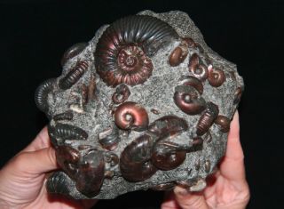 Ammonite Acanthohoplites,  Zuercherella,  Euphylloceras,  Ptychoceras Fossil