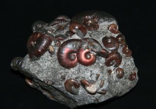 Ammonite Acanthohoplites,  Zuercherella,  Euphylloceras,  Ptychoceras Fossil 2