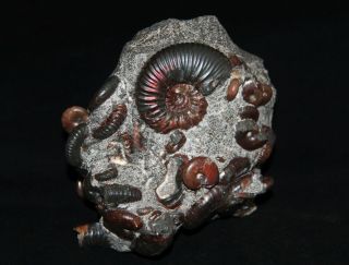 Ammonite Acanthohoplites,  Zuercherella,  Euphylloceras,  Ptychoceras Fossil 3