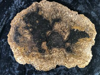 Rare Petrified Wood Psaronius Tree Fern,  Athens County Ohio Carboniferous 10.  75”