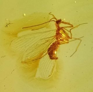 Rhachiberothidae Neuroptera.  Burmite Natural Myanmar Insect Amber Fossil