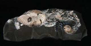 Ammonite Deshayesites Aconeceras Fossil Russia 2