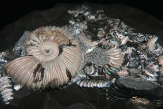 Ammonite Deshayesites Aconeceras Fossil Russia 3