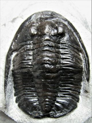 100 Natural.  Trilobite Cornuproetus Cornutus.  Devonian.  Morocco.  Nºmv22