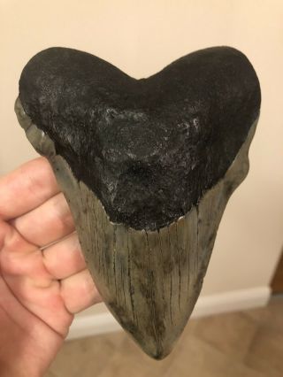 Huge Patho 5.  44” Megalodon Tooth Fossil Shark Teeth