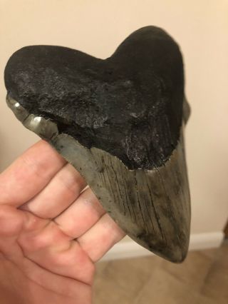 Huge Patho 5.  44” Megalodon Tooth Fossil Shark Teeth 2