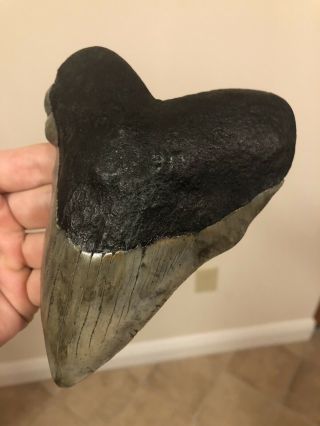 Huge Patho 5.  44” Megalodon Tooth Fossil Shark Teeth 3