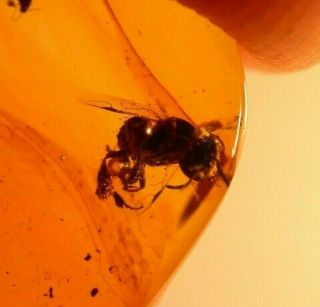 Rare Bee With Pollen In Authentic Dominican Amber Fossil Gemstone