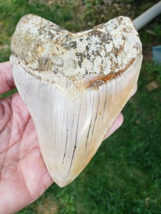 5.  43 " Indonesian Megalodon Fossil Shark Teeth