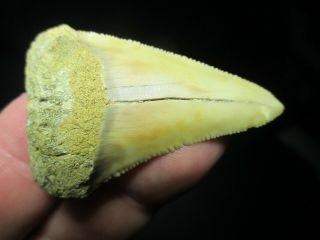 2 Inch Great White Shark Tooth Fossil Chile South America - Chilean Gw - Jewelry