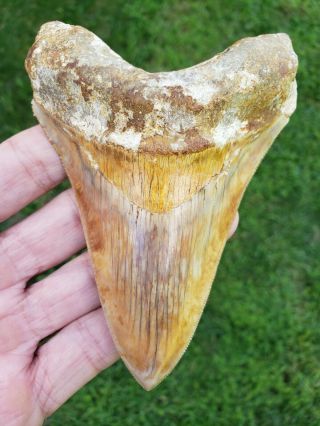 5.  1 " Indonesian Megalodon Fossil Shark Teeth