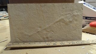 Unprepared Mioplosus Fossil From The Green River Formation
