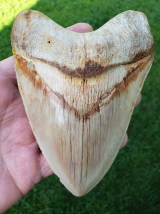 High End 5.  5 " White Indonesian Megalodon Fossil Shark Teeth