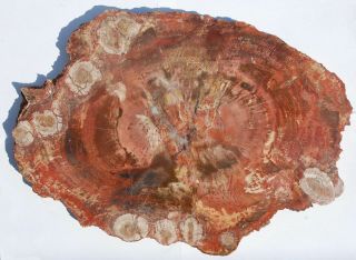 Very Large,  Polished Arizona Petrified Wood Round With Fungal Pockets
