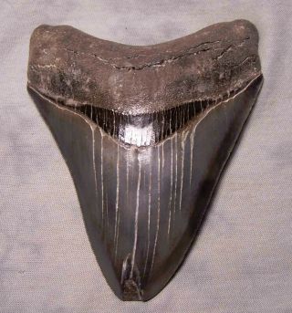 Megalodon Shark Tooth Sharp 4 5/8 " Real Fossil Sharks Teeth No Restorations
