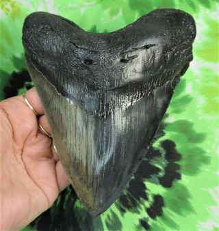 Megalodon Sharks Tooth 6 3/16  Inch Fossil Sharks Teeth Tooth