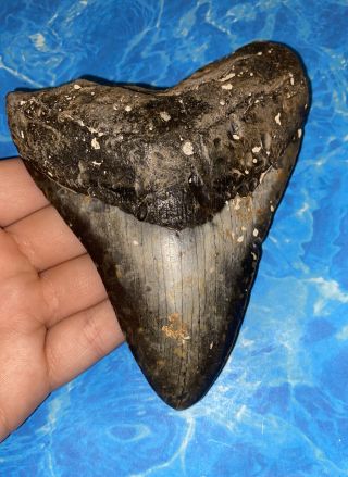 Huge 5.  05” Megalodon Shark Tooth Teeth Extinct Fossil Meg Scuba Diver Direct 935