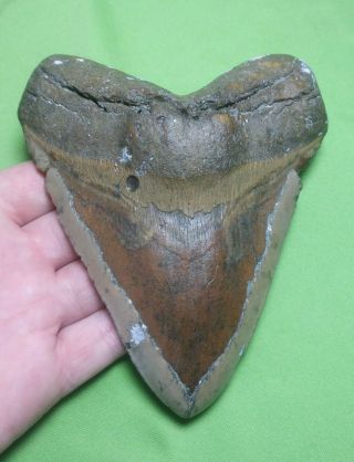 Huge 5.  70 " Megalodon Shark Tooth Teeth Extinct Fossil Meg Scuba Diver Direct 271