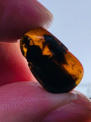 Extinct 16mm Ommadidae Beetle Burmite Myanmar Amber Insect Fossil Dinosaur Age