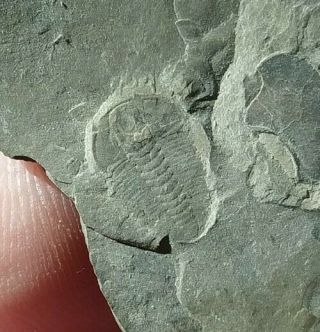 Two Rare Fuchouia Trilobites,  Middle Cambrian,  Shandong,  China,  10mm