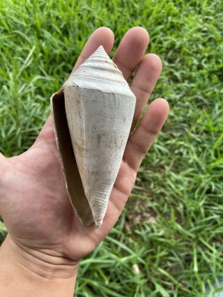 Gigantic Rare Florida Fossil Left Hand Cone Shell 5 Inch Big Bone Valley