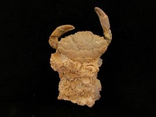 Fossils Crabs Xantho Moldavicus