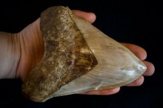 Megalodon Fossil Shark Tooth 5,  65  X 4.  5 " Huge Lateral Indo 294 G Ivory Colour
