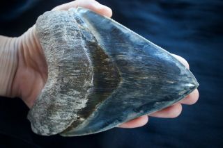 Megalodon Fossil Shark Tooth Huge 5.  65 X 4.  3  Upper Anterior Indo 353 Gram Blue