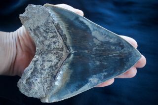 Megalodon Fossil Shark Tooth Huge 5.  65 x 4.  3  Upper Anterior Indo 353 gram Blue 2