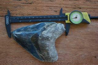 Megalodon Fossil Shark Tooth Huge 5.  65 x 4.  3  Upper Anterior Indo 353 gram Blue 3