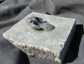 MUSEUM QUALITY Greenops trilobite fossil YORK 2