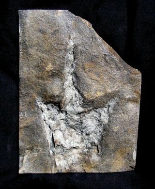 Extinctions - Real,  Large Grallator Dinosaur Track Fossil - Great Detail