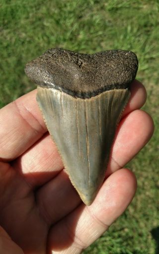 Huge 2.  73 " Fossil Great White Shark Tooth Cooper River Sc Natural