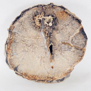 Complete Petrified Wood Slab Slice w/Bark Nevada Specimen 10lbs 2