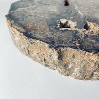 Complete Petrified Wood Slab Slice w/Bark Nevada Specimen 10lbs 3