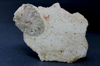 Petrified Pine Cone End Piece In Matrix - Patagonia,  Argentina Aa