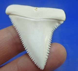 Real Modern Great White Shark Tooth Teeth 1.  69 Inch 040405