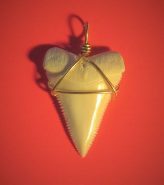 1 1/2 Inch Modern Great White Shark Tooth