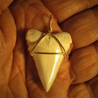 1 1/2 inch Modern Great White shark tooth 2