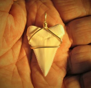 1 1/2 inch Modern Great White shark tooth 3