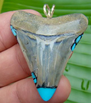 Bone Valley - Megalodon Shark Tooth Necklace - 1.  98 In.  With Turquoise
