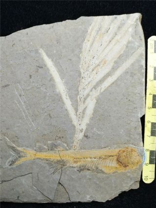 Liaoningocladus Boii Plant & Lycoptera Fish Fossil,  Jehol Biota - 71597