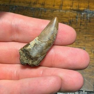 Huge 1 5/8 " Juvenile T Rex Or Nanotyrannus Tooth Dinosaur Fossil Hell Creek