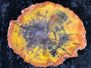 Petrified Wood Araucaria Conifer Holbrook,  Az Chinle Fm.  Triassic 8.  5”x7”