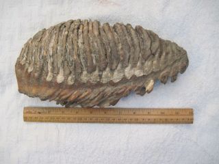 Massive Fossilized Woolly Mammoth Tooth Molar Teeth Bone Over 7.  5 Pounds
