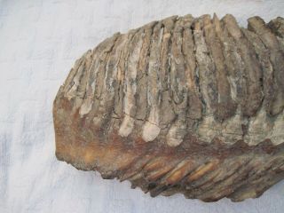 Massive Fossilized Woolly Mammoth Tooth Molar Teeth Bone Over 7.  5 Pounds 2