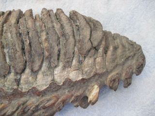 Massive Fossilized Woolly Mammoth Tooth Molar Teeth Bone Over 7.  5 Pounds 3